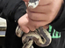 Male kingsnake