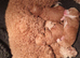Toy f1b cavapoo puppies