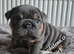 English bulldog