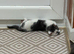 Beautiful Kittens Looking for Loving Homes