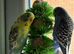 2 budgies and cage