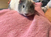 3 Guinea pigs looking for a new home
