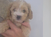 Beautiful cavapoo puppies