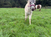2026 stunning spotty filly