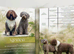 Spanish water dog KC register