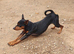 Miniature Pinscher for Stud