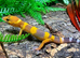 Eastern Spiny Tailed Gecko at Birmingham Reptiles