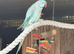Make ringneck