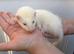 Ferret kits 1/2 micro hobs 10 weeks