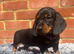 Miniature Dachshunds