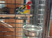 Male Rosella