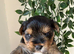 Yorkshir terrier pure Tea cup