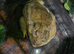 Adult Male African BullFrog