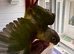 Tame and Hand reared baby conure