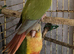 Baby conures