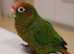 Pearly Conure & Rose crown Conures