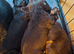 8 gorgeous sprocker spaniel pups