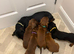 Miniature dachshund 4 available