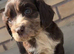 Working cocker spaniel puppies