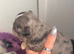 Chihuahua little boys available