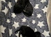 Easter kittens maine coon cross