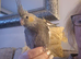 Handreared DNA Tested Baby Cockatiels