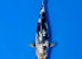 Japanese Koi Sale