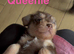Chichi X miniature Wirehaired Dachshund puppies DNA health checked parents