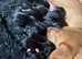 Lab x beagle pups