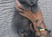 Bsh x rag doll ready to go