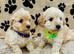 BEAUTIFUL F1 CAVAPOO PUPPIES EXTENSIVELY HEALTH TESTED PARENTS