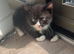 Kitten for sale