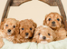 Beautiful F1b Cavapoo Puppies