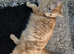 1 beautiful kitten