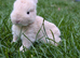 Beautiful Friendly Mini Lops