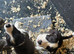 super border collies merles and black and whitd