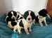 Springer Spaniel Puppies