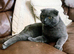 ENTIRE Blue Male Scottish Fold