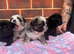4 beautiful pug puppies for sale