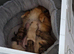 Puppies 4 female 2 males