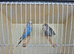 Pretty budgies available for new homes.