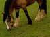 For  loan 14.2 Cob X mare