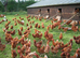 Bovan brown hens hybrid