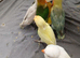 Love Bird for sale