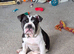 Female British Bulldog puppy