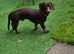 Mini Dachshund for stud
