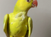 Tame Baby mutation Ringneck
