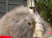 Beautiful teddywidder girl