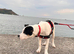 Male Border Collie Cross