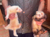Adult female ferrets